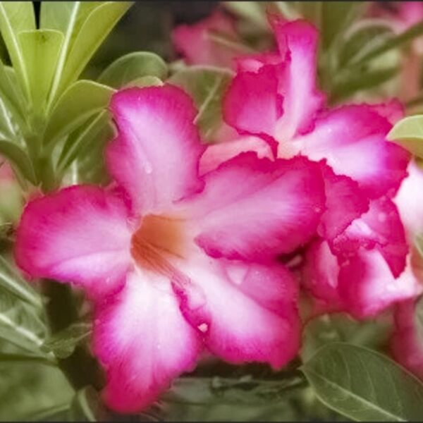 Desert rose flower