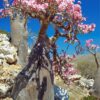 Desert rose tree