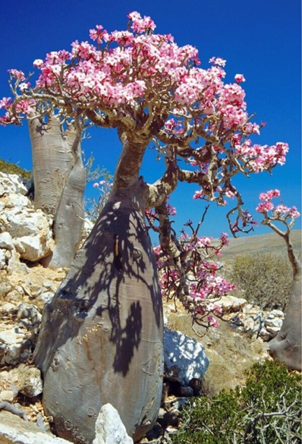 Desert rose tree